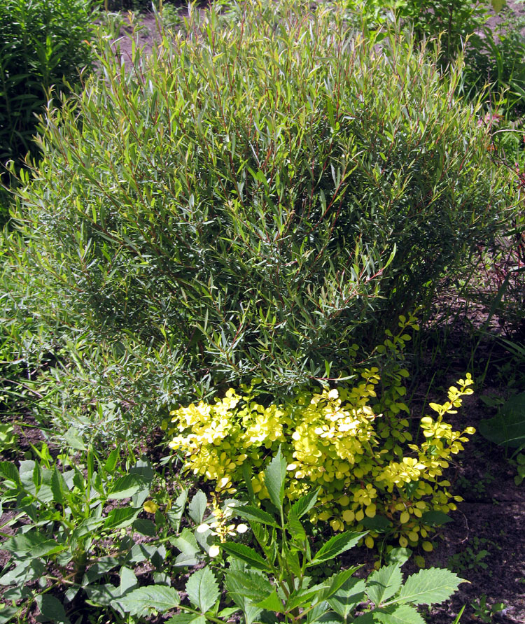 Salix purpurea